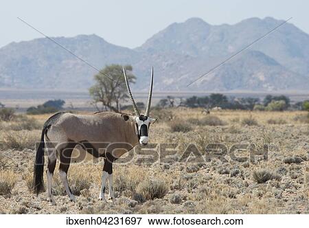 Oryx Gazella (Oryx gazella), grasslands, Sossusvlei, Namibia, Africa View Large Photo Image Stock Photo - Oryx Gazella (Oryx gazella), grasslands, Sossusvlei, Namibia, Africa. Fotosearch