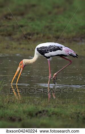 Picture - Painted stork (Mycteria leucocephala), adult, foraging in water, Udawalawe National Park, Sri Lanka, Asia. Fotosearch