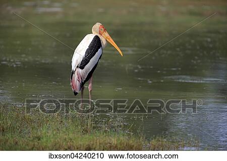 Painted stork (Mycteria leucocephala), adult, standing in water, Udawalawe National Park, Sri Lanka, Asia View Large Photo Image Stock Image - Painted stork (Mycteria leucocephala), adult, standing in water, Udawalawe National Park, Sri Lanka, Asia. Fotosearch