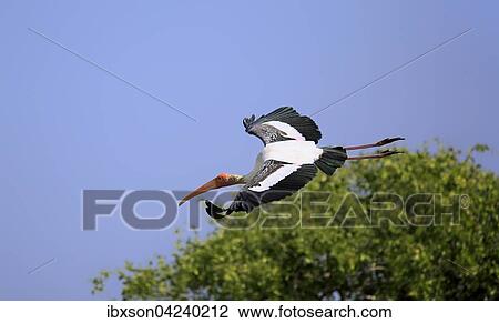 Painted stork (Mycteria leucocephala), adult, flying, Udawalawe National Park, Sri Lanka, Asia View Large Photo Image Stock Image - Painted stork (Mycteria leucocephala), adult, flying, Udawalawe National Park, Sri Lanka, Asia. Fotosearch