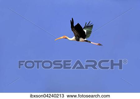 Painted stork (Mycteria leucocephala), adult, flying, blue sky, Udawalawe National Park, Sri Lanka, Asia View Large Photo Image Stock Image - Painted stork (Mycteria leucocephala), adult, flying, blue sky, Udawalawe National Park, Sri Lanka, Asia. Fotosearch