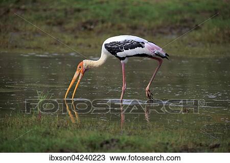 Painted stork (Mycteria leucocephala), adult, foraging in water, Udawalawe National Park, Sri Lanka, Asia View Large Photo Image Stock Image - Painted stork (Mycteria leucocephala), adult, foraging in water, Udawalawe National Park, Sri Lanka, Asia. Fotosearch