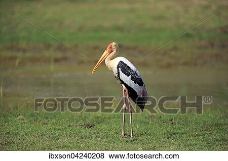 Stock Photo - Painted stork (Mycteria leucocephala), adult, standing in meadow, Udawalawe National Park, Sri Lanka, Asia. Fotosearch