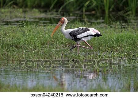 Painted stork (Mycteria leucocephala), adult, foraging in water, Udawalawe National Park, Sri Lanka, Asia View Large Photo Image Stock Photo - Painted stork (Mycteria leucocephala), adult, foraging in water, Udawalawe National Park, Sri Lanka, Asia. Fotosearch