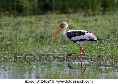 Stock Photography - Painted stork (Mycteria leucocephala), adult, foraging in water, Udawalawe National Park, Sri Lanka, Asia. Fotosearch