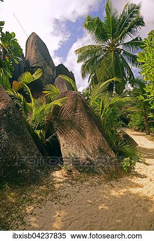 Palm trees granite rocks on the beach, Source d`Argent, La Digue, Seychelles, Africa View Large Photo Image Stock Photography - Palm trees granite rocks on the beach, Source d`Argent, La Digue, Seychelles, Africa. Fotosearch