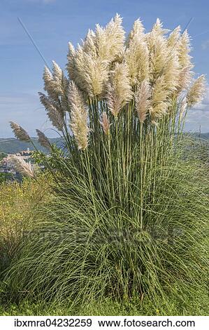 Pampas grass (Cortaderia sp. ), Motovun, Istria, Croatia, Europe View Large Photo Image Stock Photo - Pampas grass (Cortaderia sp. ), Motovun, Istria, Croatia, Europe. Fotosearch