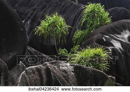 Pandanaceae (Pandanaceae) growing between black granite rocks, National Monument L'Union Estate Plantation, La Digue Island, Seychelles, Africa View Large Photo Image Picture - Pandanaceae (Pandanaceae) growing between black granite rocks, National Monument L'Union Estate Plantation, La Digue Island, Seychelles, Africa. Fotosearch