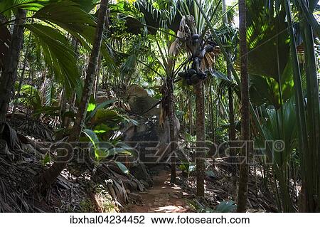 Path and vegetation in the Vallee de Mai National Park, UNESCO World Heritage Site, Praslin Island, Seychelles, Africa View Large Photo Image Stock Image - Path and vegetation in the Vallee de Mai National Park, UNESCO World Heritage Site, Praslin Island, Seychelles, Africa. Fotosearch
