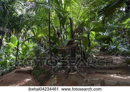 Paths and vegetation in the Vallee de Mai National Park, UNESCO World Heritage Site, Praslin Island, Seychelles, Africa View Large Photo Image Stock Image - Paths and vegetation in the Vallee de Mai National Park, UNESCO World Heritage Site, Praslin Island, Seychelles, Africa. Fotosearch