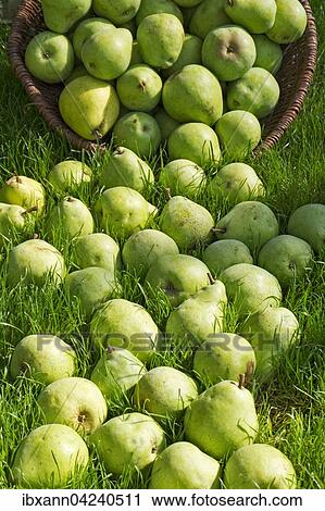 Pears in a meadow, Rhineland-Palatinate, Germany, Europe View Large Photo Image Stock Image - Pears in a meadow, Rhineland-Palatinate, Germany, Europe. Fotosearch