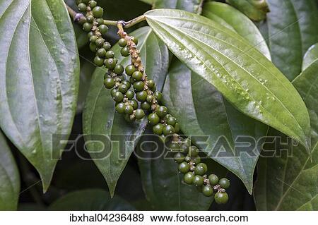 Peppercorns on pepper plant (Piper nigrum), Mahe Island, Seychelles, Africa View Large Photo Image Stock Photo - Peppercorns on pepper plant (Piper nigrum), Mahe Island, Seychelles, Africa. Fotosearch