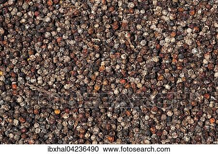 Peppercorns (Piper nigrum) laid out to dry, Mahe Island, Seychelles, Africa View Large Photo Image Stock Image - Peppercorns (Piper nigrum) laid out to dry, Mahe Island, Seychelles, Africa. Fotosearch