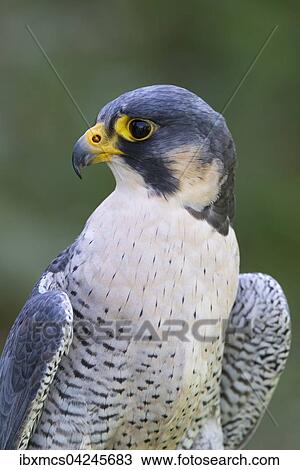 Stock Image - Peregrine falcon (Falco peregrinus), captive, Vulkaneifel, Germany, Europe. Fotosearch