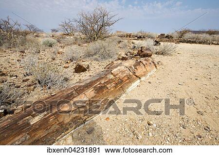 Petrified forest, Damaraland, Namibia, Africa View Large Photo Image Stock Image - Petrified forest, Damaraland, Namibia, Africa. Fotosearch