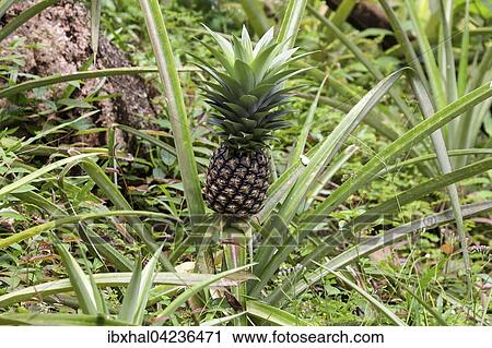 Pineapple (Ananas comosus), La Digue Island, Seychelles, Africa View Large Photo Image Stock Image - Pineapple (Ananas comosus), La Digue Island, Seychelles, Africa. Fotosearch