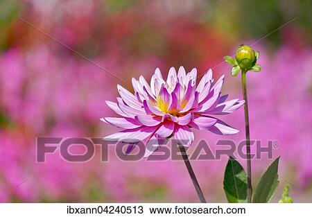 Stock Image - Pink dahlia (Dahlia sp. ). Fotosearch