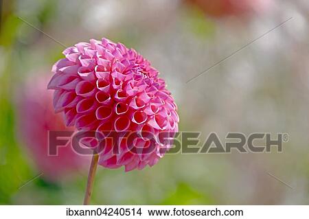 Pink pompon dahlia (Dahlia sp. ) View Large Photo Image Picture - Pink pompon dahlia (Dahlia sp. ). Fotosearch