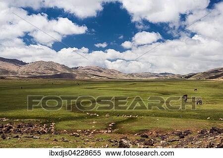 Stock Photography - Plateau with horses and mules, Ifrane, High Atlas, Morocco, Africa. Fotosearch