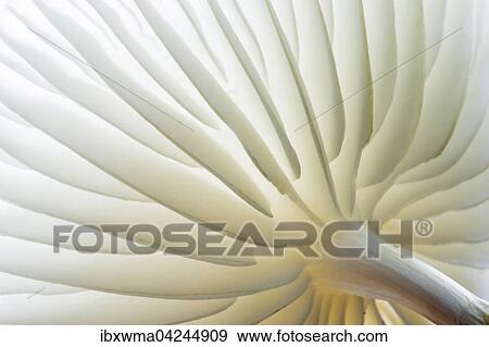 Porcelain fungi (Oudemansiella mucida), underside, Hesse, Germany, Europe View Large Photo Image Stock Photo - Porcelain fungi (Oudemansiella mucida), underside, Hesse, Germany, Europe. Fotosearch