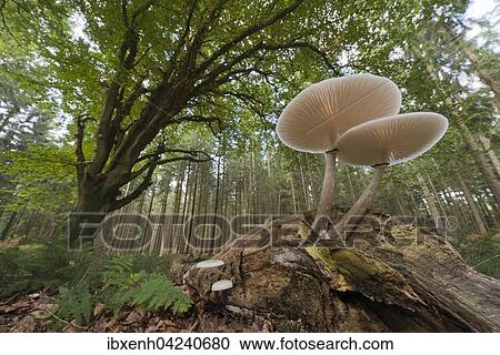 Porcelain fungus (Oudemansiella mucida) on deadwood, Emsland, Lower Saxony, Germany, Europe View Large Photo Image Stock Image - Porcelain fungus (Oudemansiella mucida) on deadwood, Emsland, Lower Saxony, Germany, Europe. Fotosearch