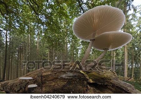 Porcelain fungus (Oudemansiella mucida) on deadwood, Emsland, Lower Saxony, Germany, Europe View Large Photo Image Stock Photo - Porcelain fungus (Oudemansiella mucida) on deadwood, Emsland, Lower Saxony, Germany, Europe. Fotosearch