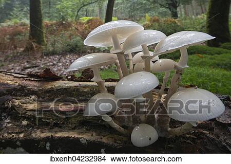 Porcelain fungus (Oudemansiella mucida), on deadwood, Emsland, Lower Saxony, Germany, Europe View Large Photo Image Picture - Porcelain fungus (Oudemansiella mucida), on deadwood, Emsland, Lower Saxony, Germany, Europe. Fotosearch