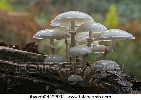 Porcelain fungus (Oudemansiella mucida), on deadwood, Emsland, Lower Saxony, Germany, Europe View Large Photo Image Picture - Porcelain fungus (Oudemansiella mucida), on deadwood, Emsland, Lower Saxony, Germany, Europe. Fotosearch