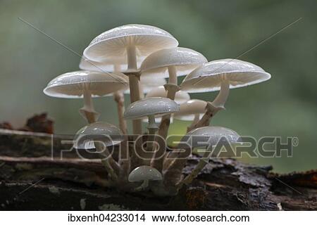 Porcelain fungus (Oudemansiella mucida), on deadwood, Emsland, Lower Saxony, Germany, Europe View Large Photo Image Picture - Porcelain fungus (Oudemansiella mucida), on deadwood, Emsland, Lower Saxony, Germany, Europe. Fotosearch
