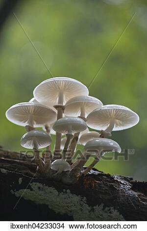 Porcelain fungus (Oudemansiella mucida), on deadwood, Emsland, Lower Saxony, Germany, Europe View Large Photo Image Picture - Porcelain fungus (Oudemansiella mucida), on deadwood, Emsland, Lower Saxony, Germany, Europe. Fotosearch
