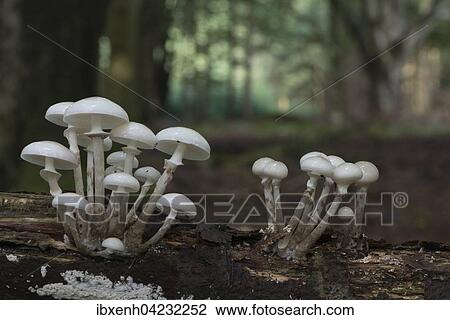 Porcelain fungus (Oudemansiella mucida), on deadwood, Emsland, Lower Saxony, Germany, Europe View Large Photo Image Stock Image - Porcelain fungus (Oudemansiella mucida), on deadwood, Emsland, Lower Saxony, Germany, Europe. Fotosearch