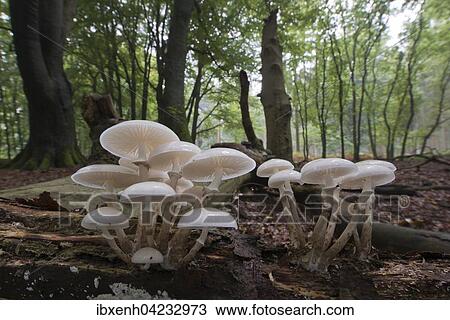 Porcelain fungus (Oudemansiella mucida), on deadwood, Emsland, Lower Saxony, Germany, Europe View Large Photo Image Stock Image - Porcelain fungus (Oudemansiella mucida), on deadwood, Emsland, Lower Saxony, Germany, Europe. Fotosearch