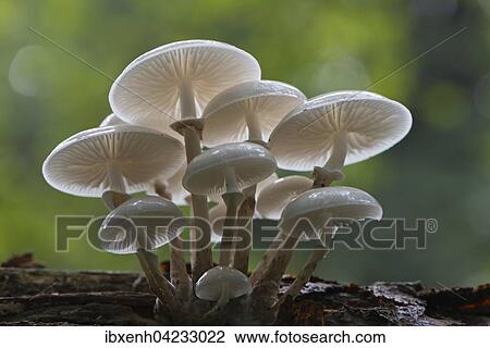 Porcelain fungus (Oudemansiella mucida), on deadwood, Emsland, Lower Saxony, Germany, Europe View Large Photo Image Stock Image - Porcelain fungus (Oudemansiella mucida), on deadwood, Emsland, Lower Saxony, Germany, Europe. Fotosearch