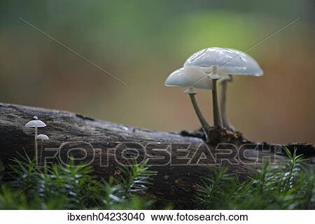 Stock Image - Porcelain fungus (Oudemansiella mucida), on deadwood, Emsland, Lower Saxony, Germany, Europe. Fotosearch