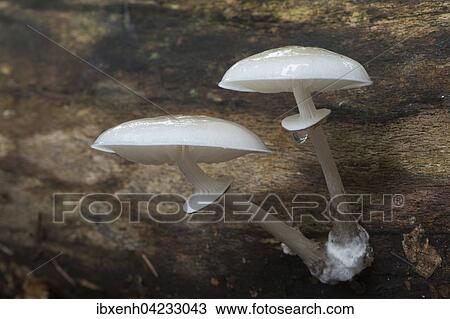 Stock Image - Porcelain fungus (Oudemansiella mucida), on deadwood, Emsland, Lower Saxony, Germany, Europe. Fotosearch