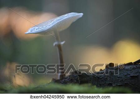 Porcelain fungus (Oudemansiella mucida), Emsland, Lower Saxony, Germany, Europe View Large Photo Image Stock Image - Porcelain fungus (Oudemansiella mucida), Emsland, Lower Saxony, Germany, Europe. Fotosearch