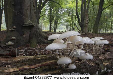 Porcelain fungus (Oudemansiella mucida), on deadwood, Emsland, Lower Saxony, Germany, Europe View Large Photo Image Stock Photo - Porcelain fungus (Oudemansiella mucida), on deadwood, Emsland, Lower Saxony, Germany, Europe. Fotosearch