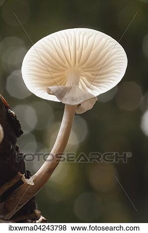 Porcelain fungus (Oudemansiella mucida), from beneath, Hesse, Germany, Europe View Large Photo Image Stock Photo - Porcelain fungus (Oudemansiella mucida), from beneath, Hesse, Germany, Europe. Fotosearch