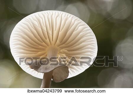Porcelain fungus (Oudemansiella mucida), from beneath, Hesse, Germany, Europe View Large Photo Image Stock Photo - Porcelain fungus (Oudemansiella mucida), from beneath, Hesse, Germany, Europe. Fotosearch