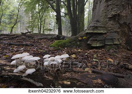 Porcelain fungus (Oudemansiella mucida), on deadwood, Emsland, Lower Saxony, Germany, Europe View Large Photo Image Stock Photograph - Porcelain fungus (Oudemansiella mucida), on deadwood, Emsland, Lower Saxony, Germany, Europe. Fotosearch