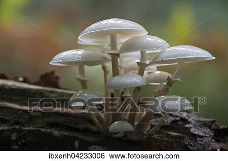 Porcelain fungus (Oudemansiella mucida), on deadwood, Emsland, Lower Saxony, Germany, Europe View Large Photo Image Stock Photograph - Porcelain fungus (Oudemansiella mucida), on deadwood, Emsland, Lower Saxony, Germany, Europe. Fotosearch