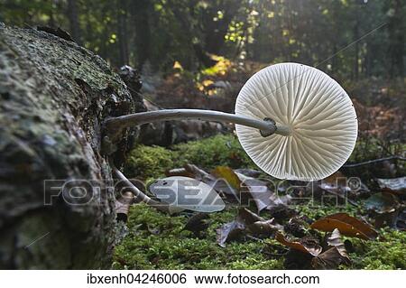 Porcelain fungus (Oudemansiella mucida), Emsland, Lower Saxony, Germany, Europe View Large Photo Image Stock Photograph - Porcelain fungus (Oudemansiella mucida), Emsland, Lower Saxony, Germany, Europe. Fotosearch