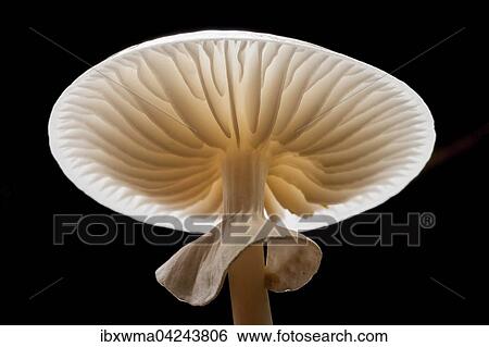 Porcelain fungus (Oudemansiella mucida), from beneath, Hesse, Germany, Europe View Large Photo Image Stock Photograph - Porcelain fungus (Oudemansiella mucida), from beneath, Hesse, Germany, Europe. Fotosearch