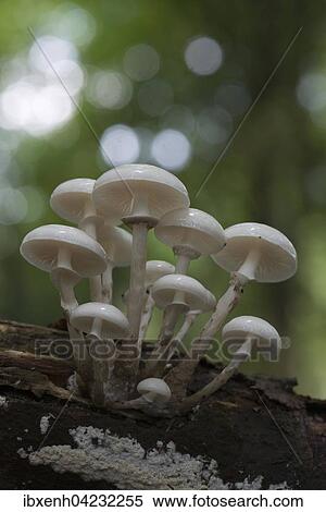 Porcelain fungus (Oudemansiella mucida), on deadwood, Emsland, Lower Saxony, Germany, Europe View Large Photo Image Stock Photography - Porcelain fungus (Oudemansiella mucida), on deadwood, Emsland, Lower Saxony, Germany, Europe. Fotosearch