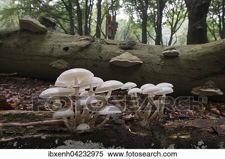 Porcelain fungus (Oudemansiella mucida), on deadwood, Emsland, Lower Saxony, Germany, Europe View Large Photo Image Stock Photography - Porcelain fungus (Oudemansiella mucida), on deadwood, Emsland, Lower Saxony, Germany, Europe. Fotosearch