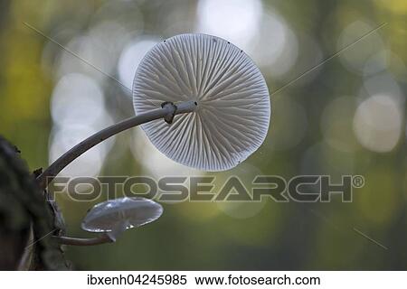 Porcelain fungus (Oudemansiella mucida), Emsland, Lower Saxony, Germany, Europe View Large Photo Image Stock Photography - Porcelain fungus (Oudemansiella mucida), Emsland, Lower Saxony, Germany, Europe. Fotosearch
