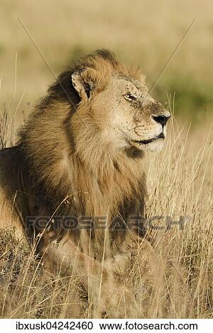 Portrait, lion (Panthera leo), male lying in grass, Masai Mara, Narok County, Kenya, Africa View Large Photo Image Stock Image - Portrait, lion (Panthera leo), male lying in grass, Masai Mara, Narok County, Kenya, Africa. Fotosearch