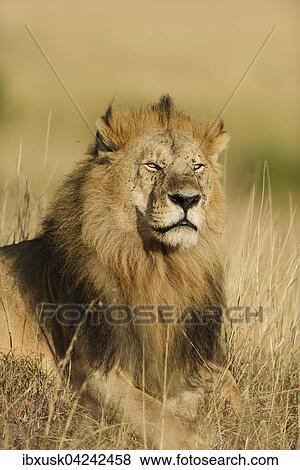 Portrait, lion (Panthera leo), male lying in grass, Masai Mara, Narok County, Kenya, Africa View Large Photo Image Stock Photo - Portrait, lion (Panthera leo), male lying in grass, Masai Mara, Narok County, Kenya, Africa. Fotosearch