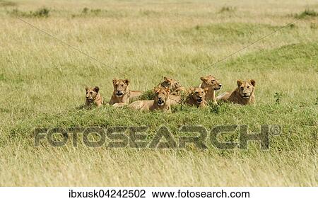 Pride of lions (Panthera leo) lying on hill, Masai Mara, Narok County, Kenya, Africa View Large Photo Image Stock Image - Pride of lions (Panthera leo) lying on hill, Masai Mara, Narok County, Kenya, Africa. Fotosearch