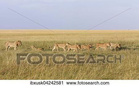 Pride of lions (Panthera leo) roaming savanna, Masai Mara, Narok County, Kenya, Africa View Large Photo Image Stock Image - Pride of lions (Panthera leo) roaming savanna, Masai Mara, Narok County, Kenya, Africa. Fotosearch